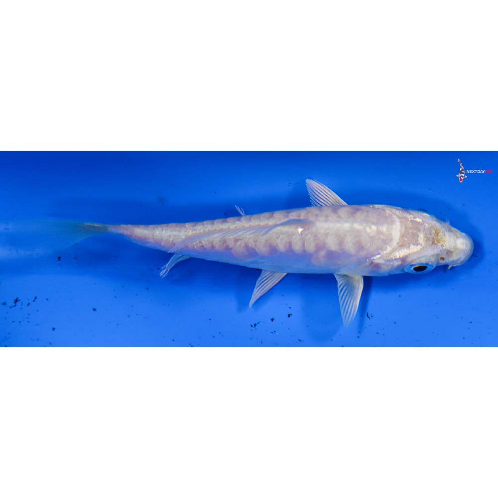 3.5” Imported Doitsu Platinum Ogon