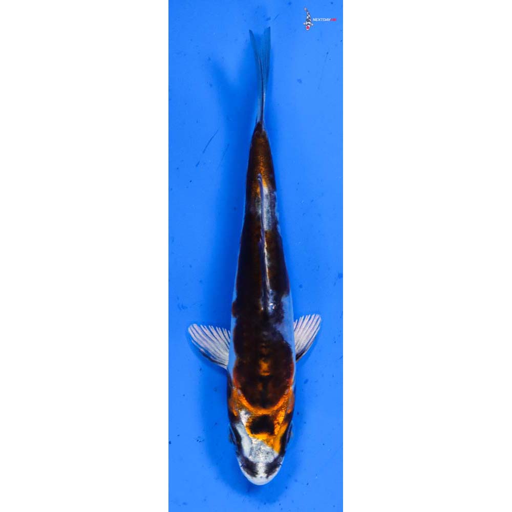 3.5” Imported Heisei Nishiki