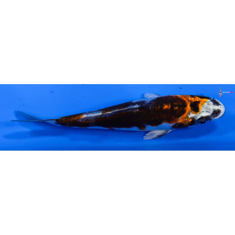 3.5” Imported Heisei Nishiki