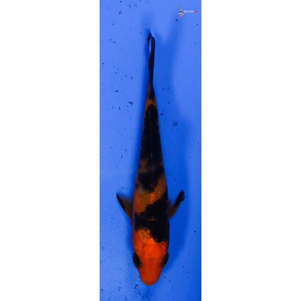 3” Imported Aka Bekko