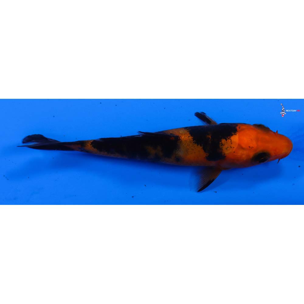 3” Imported Aka Bekko