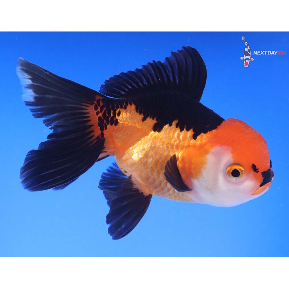 4.5” Imported Tri Color Oranda