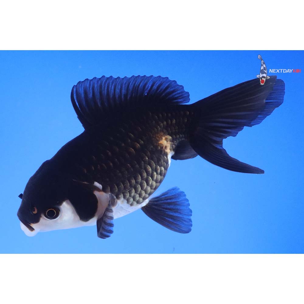 5” Imported Tri Color Panda Oranda