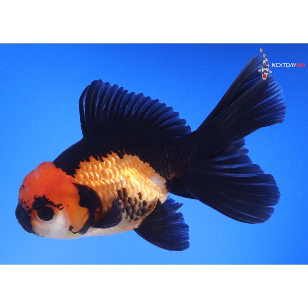 5.5” Imported Male Tri Color Oranda