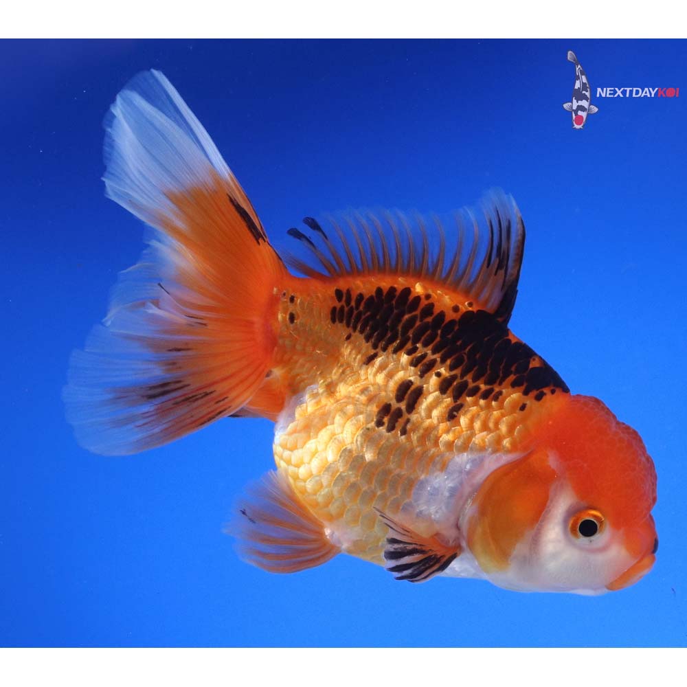 5.5” Imported Tri Color Oranda