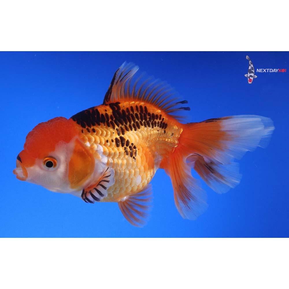 5.5” Imported Tri Color Oranda