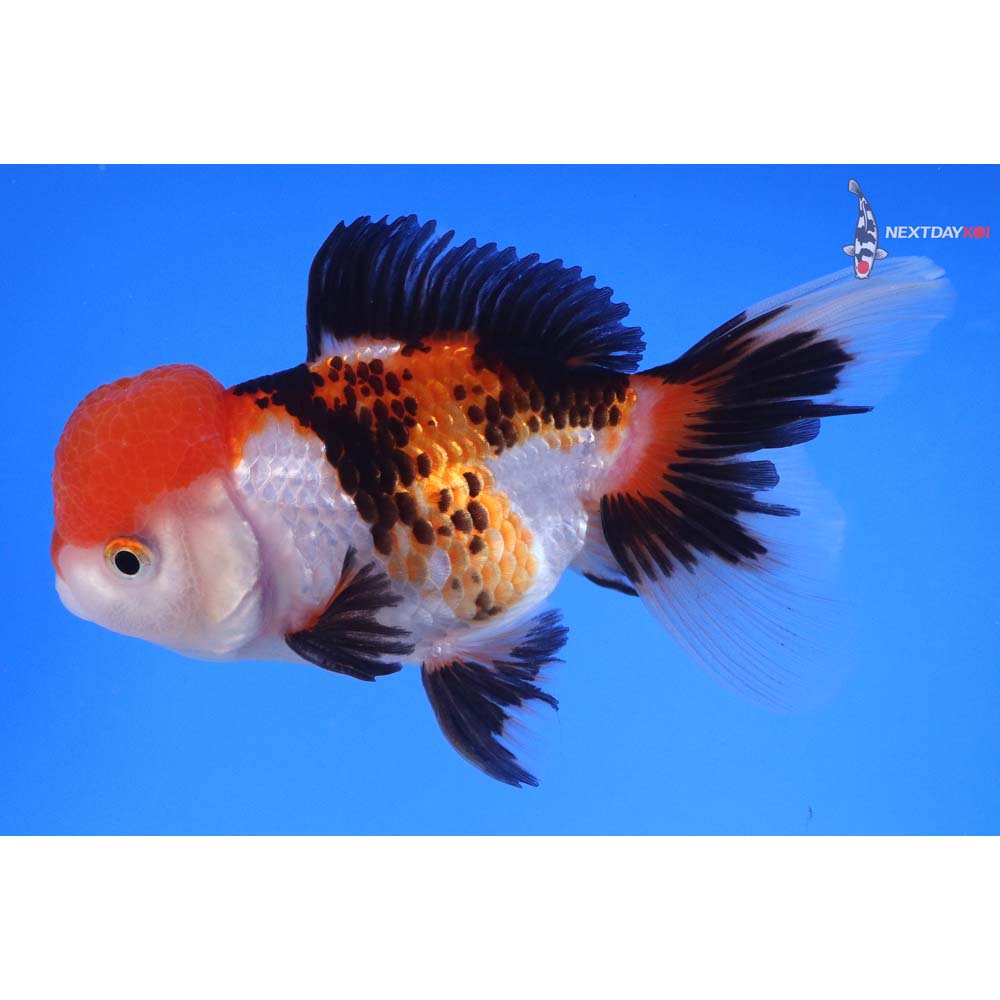 4.5” Imported Male Tri Color Oranda