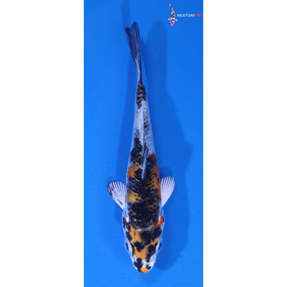 3” Imported Yamato Nishiki