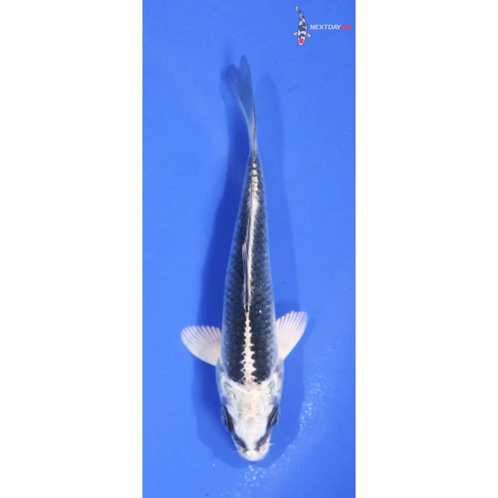 3.5” Imported Gin Matsuba