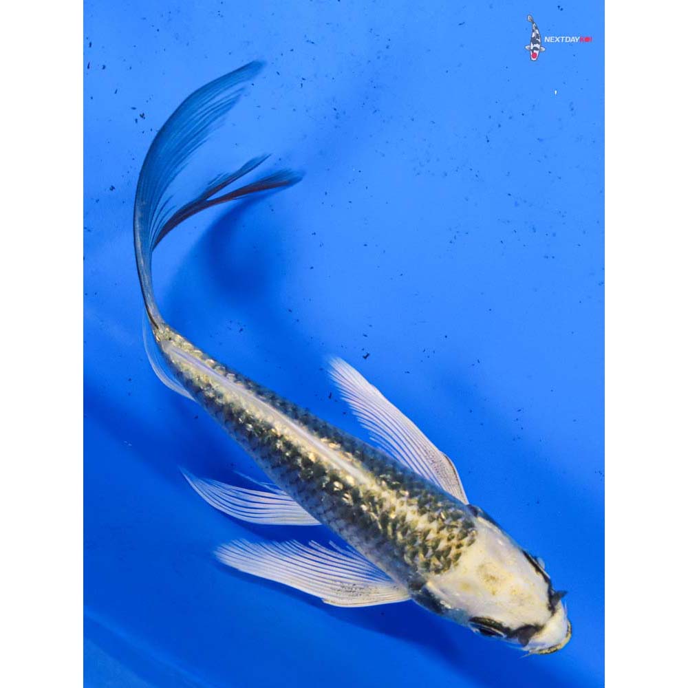 5.5” Imported Gin Rin Ki Matsuba Butterfly Koi