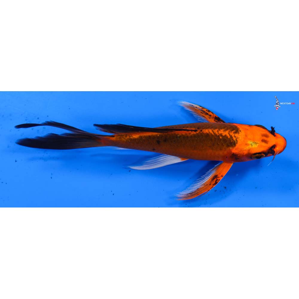 5.5” Imported Orenji Matsuba Butterfly Koi