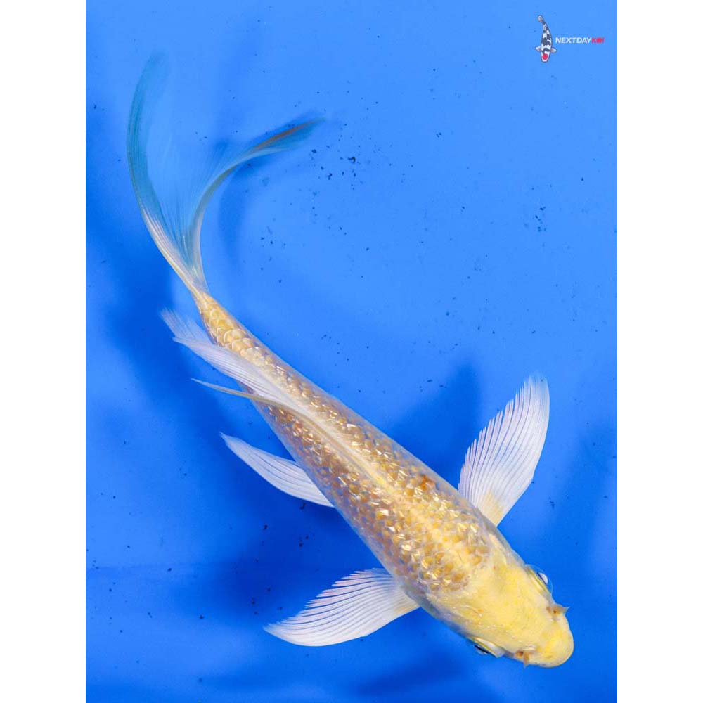 5.5” Imported Gin Rin Yamabuki Ogon Butterfly Koi