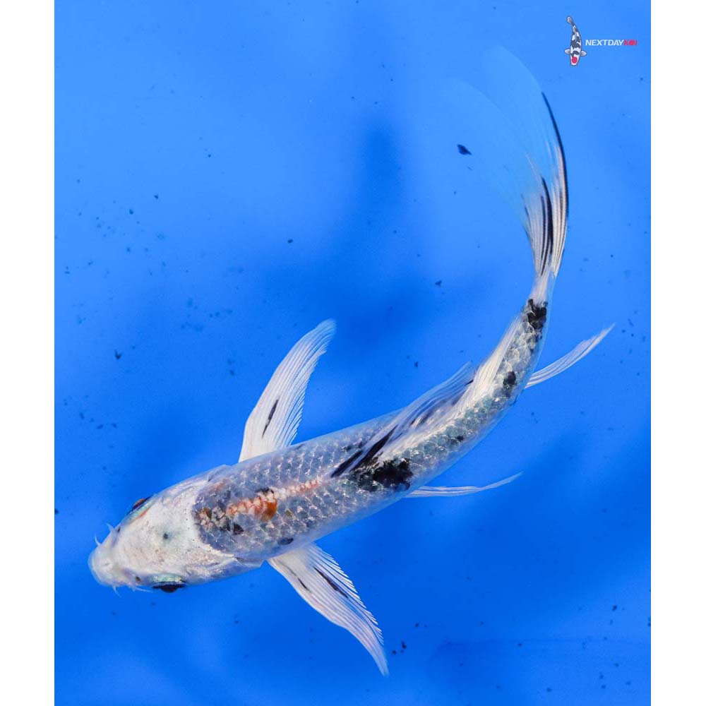 5.5” Imported Yamato Nishiki Butterfly Koi