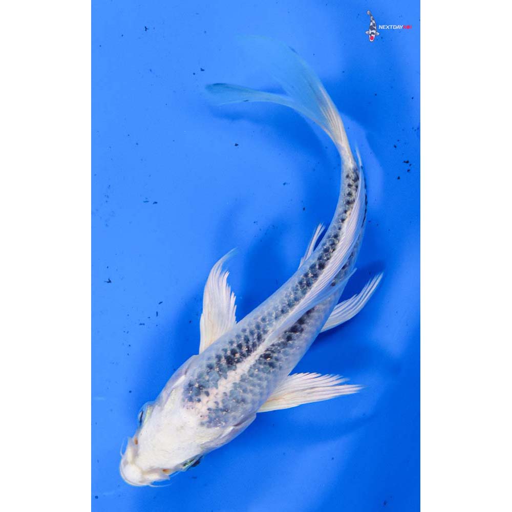 5.5” Imported Gin Matsuba Butterfly Koi