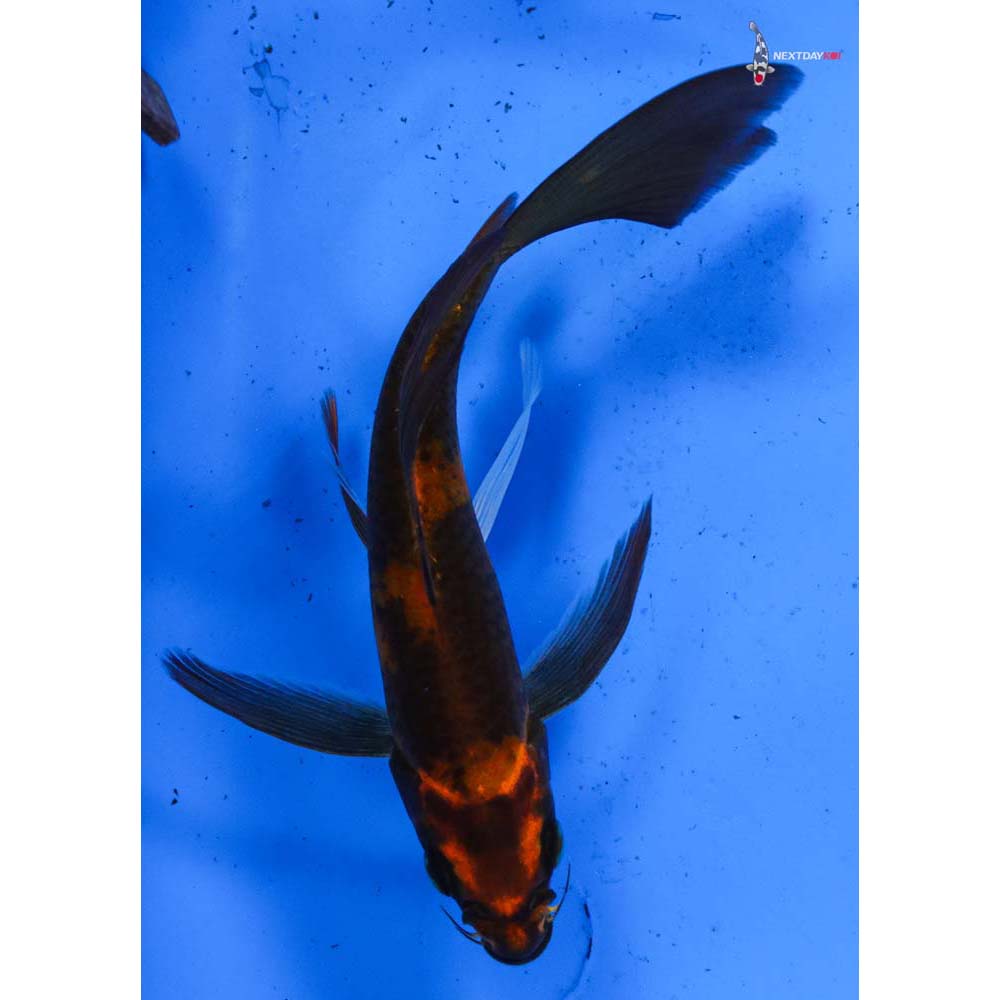 6” Imported Hi Utsuri Butterfly Koi
