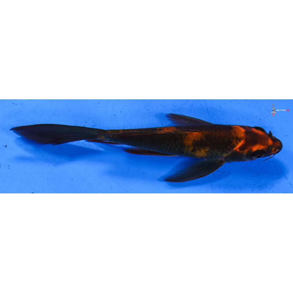 6” Imported Hi Utsuri Butterfly Koi