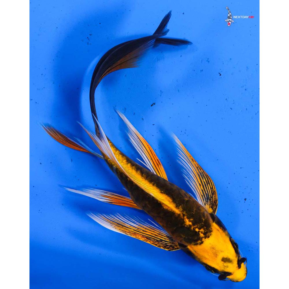 6” Imported Armor Scaled Ki Matsuba Butterfly Koi
