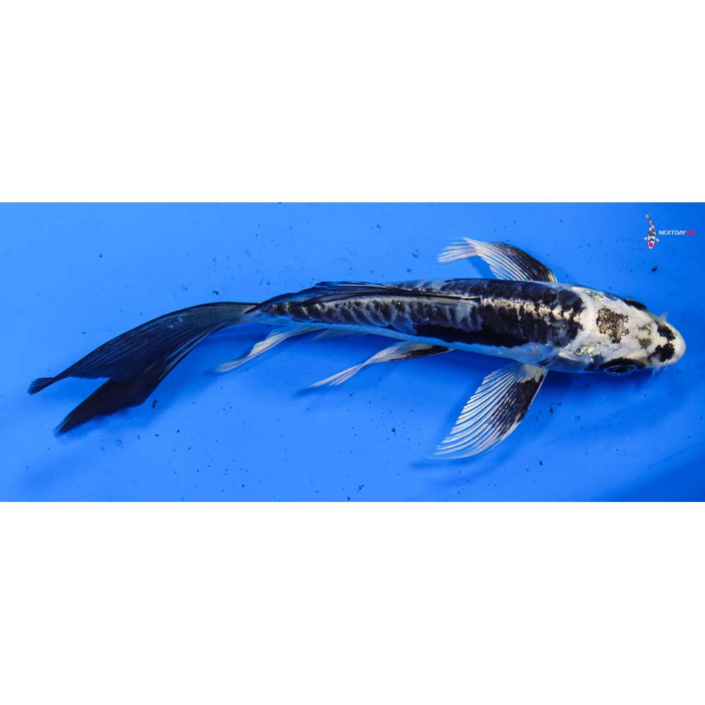 6” Imported Kikokuryu Butterfly Koi