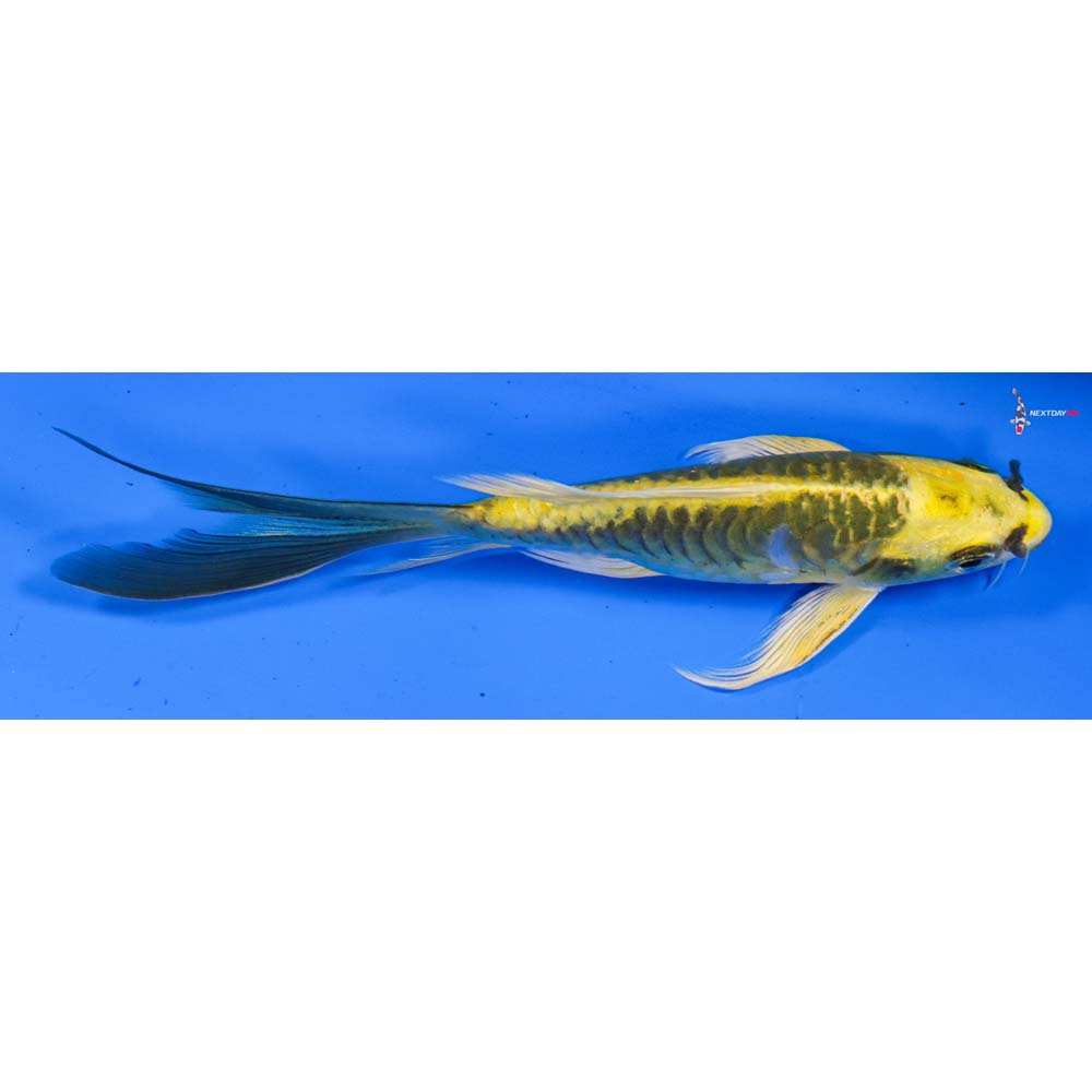 6” Imported Armor Scaled Kin Kikokuryu Butterfly Koi