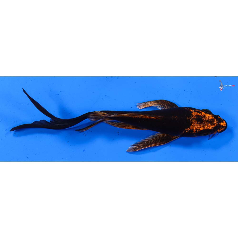 6” Imported Kin Kikokuryu Butterfly Koi