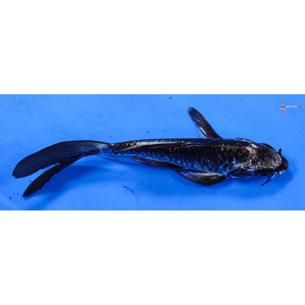 7” Imported Armor Scaled Kikokuryu Butterfly Koi