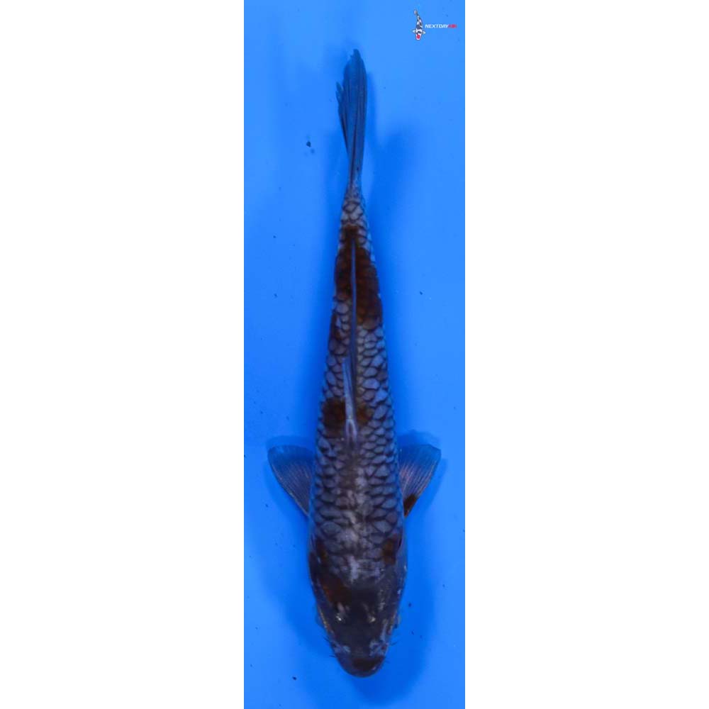 4.5” Imported Armor Scaled Ochiba Shigure