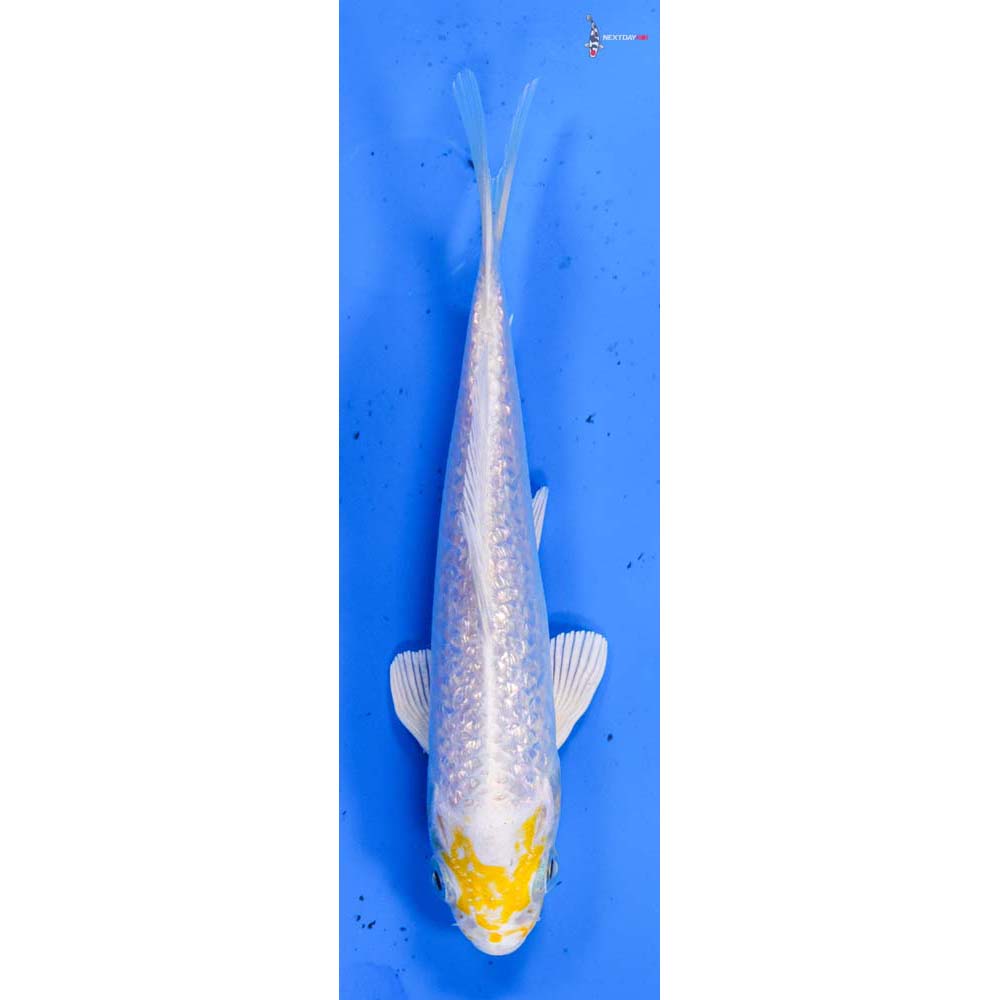 4.5” Imported Gin Rin Lemon Hariwake