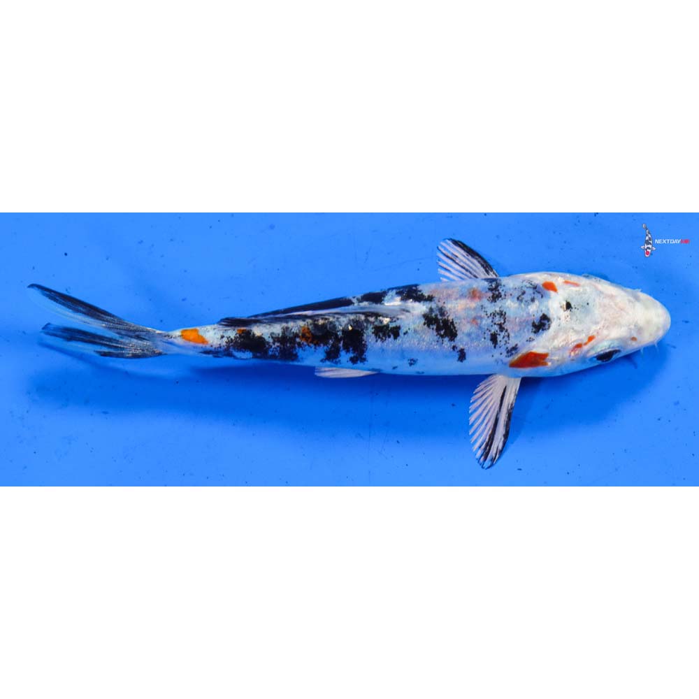 5” Imported Heisei Nishiki