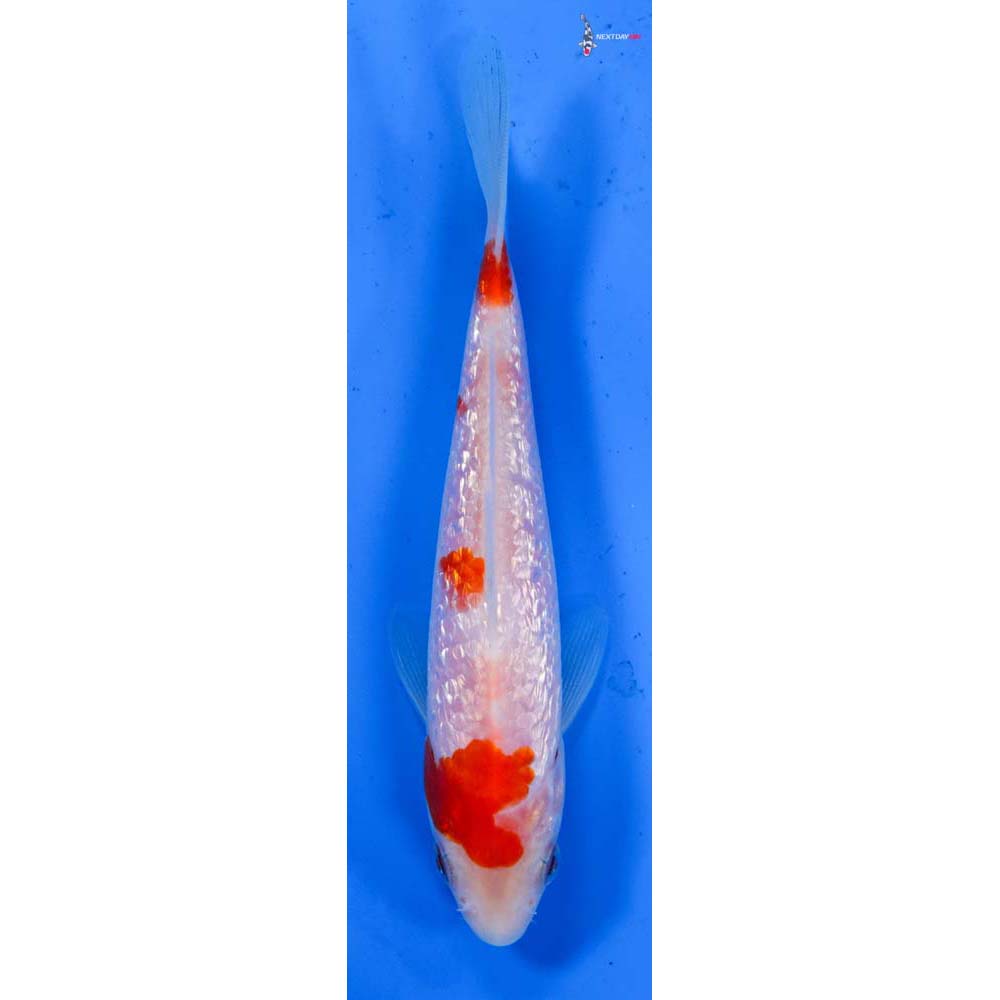 5” Imported Gin Rin Kohaku