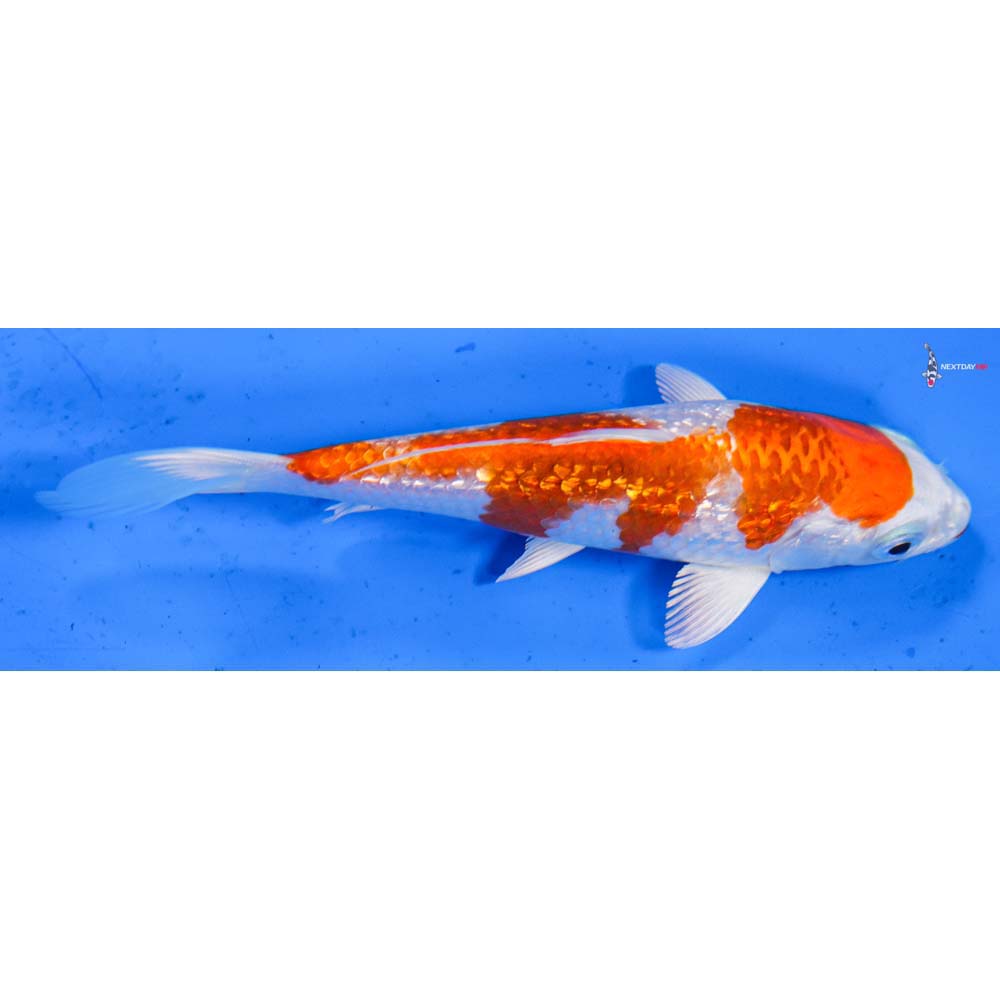 5” Imported Gin Rin Hariwake