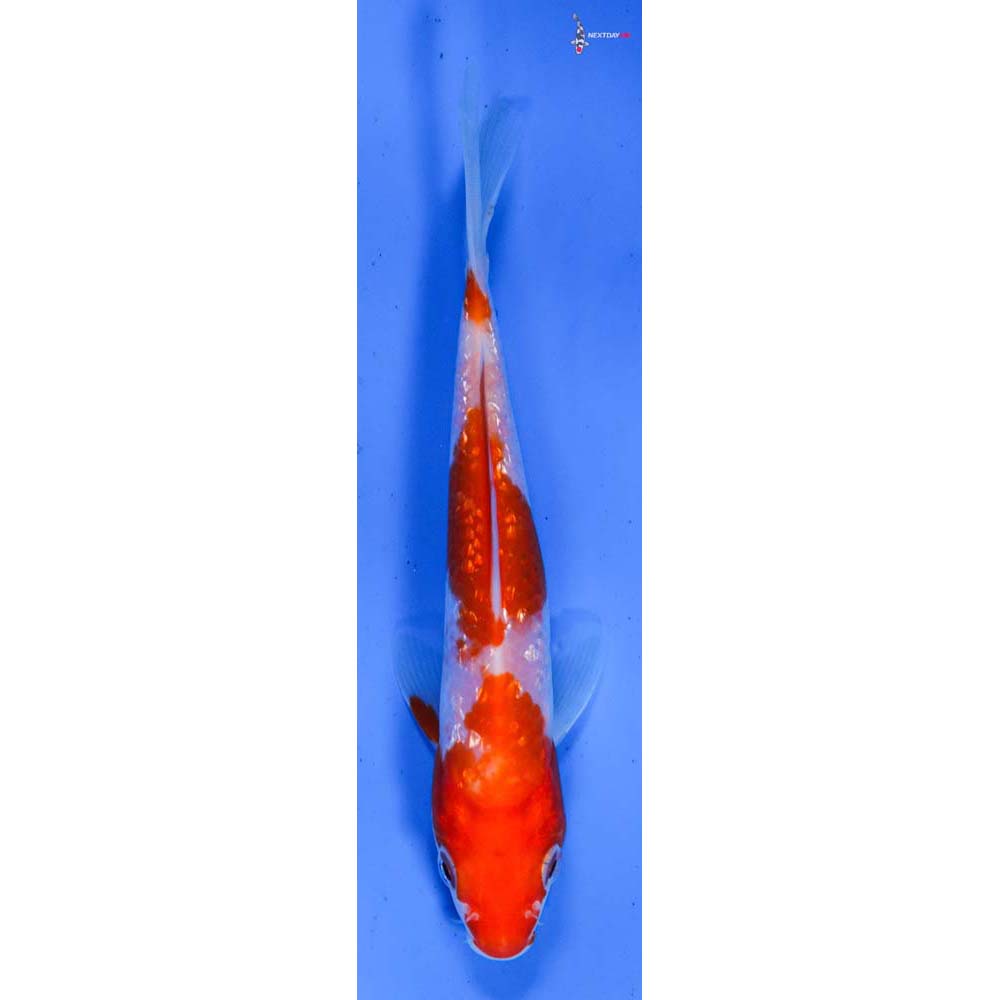 5” Imported Gin Rin Kohaku