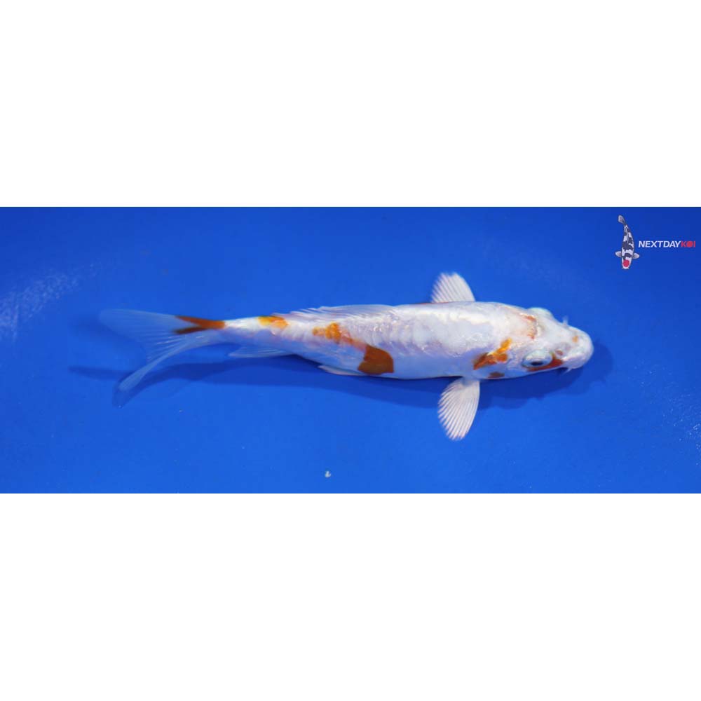 4” Imported Kikusui