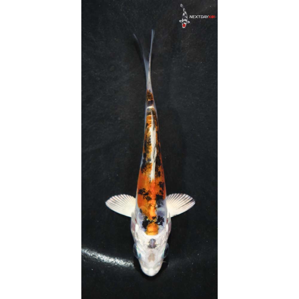 4” Imported Heisei Nishiki