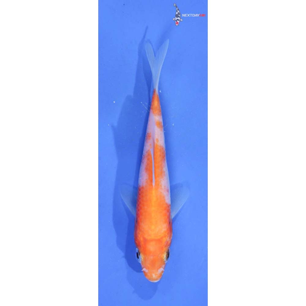 4” Imported Kohaku