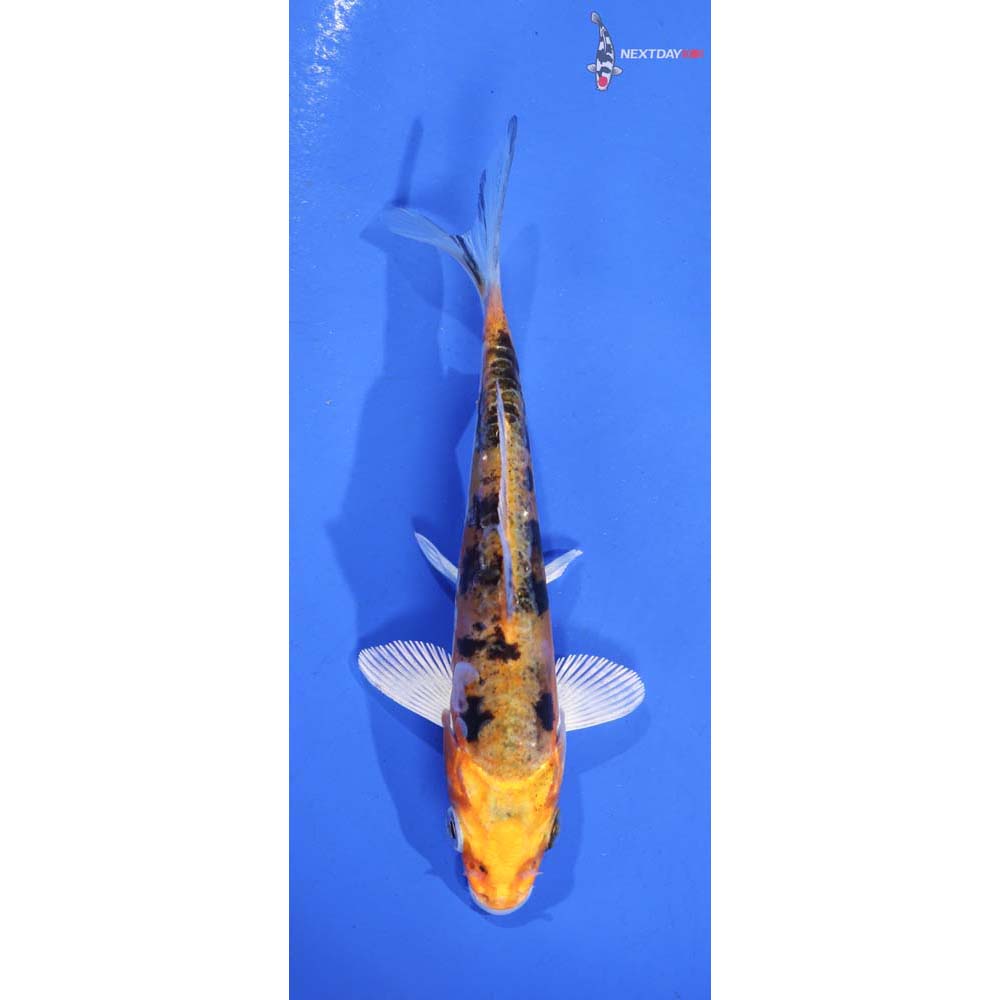 4.5” Imported Heisei Nishiki