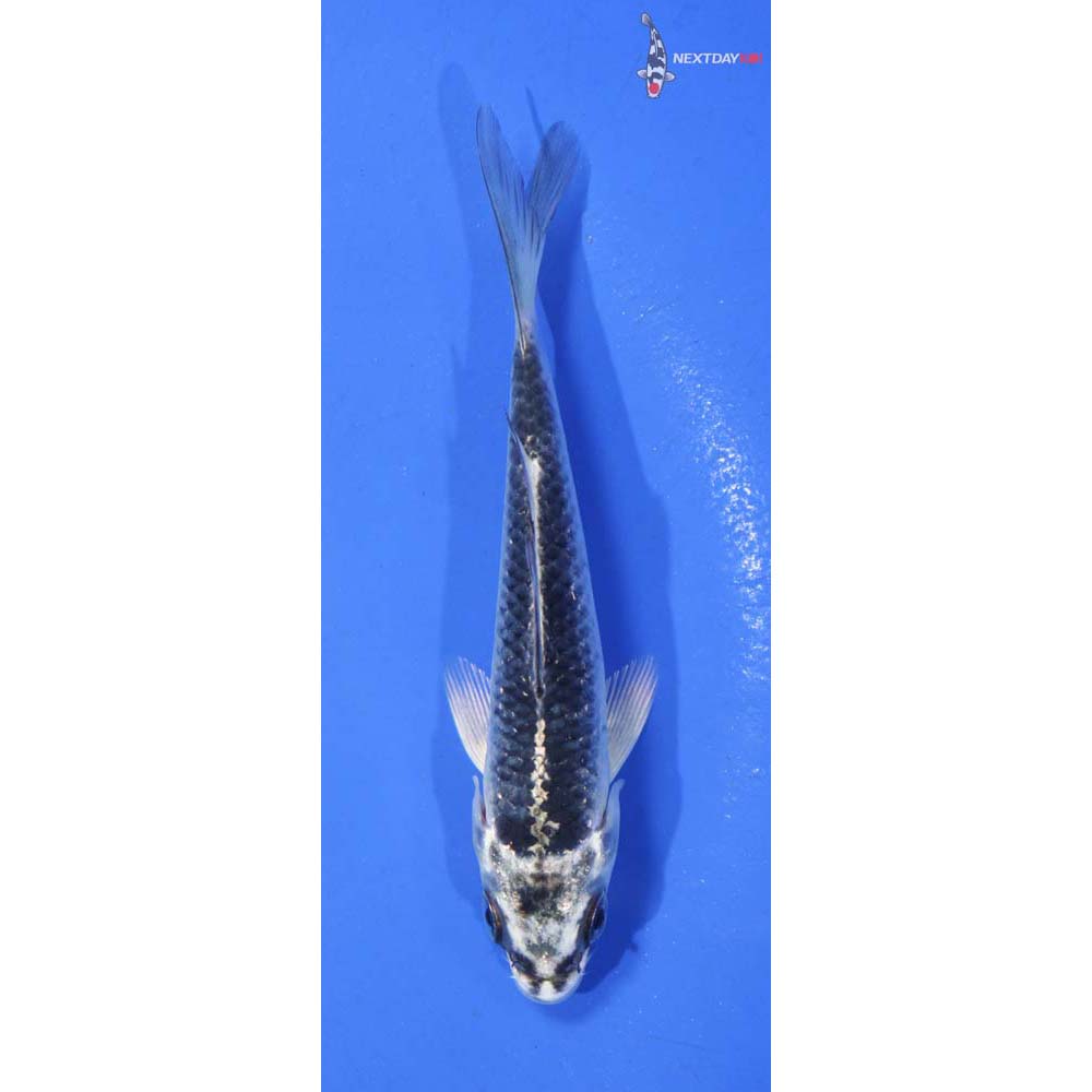 4.5” Imported Gin Matsuba