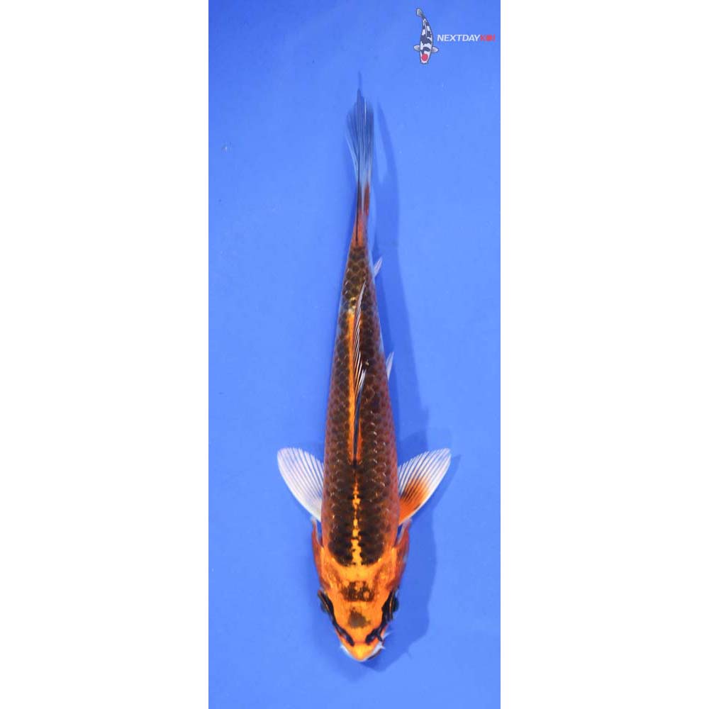 4” Imported Kujaku