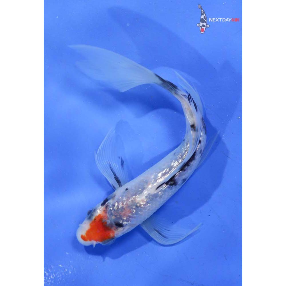 4” Imported Gin Rin Goshiki Butterfly Koi