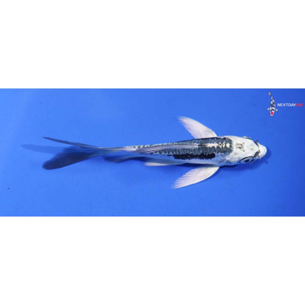 4” Imported Kikokuryu Butterfly Koi