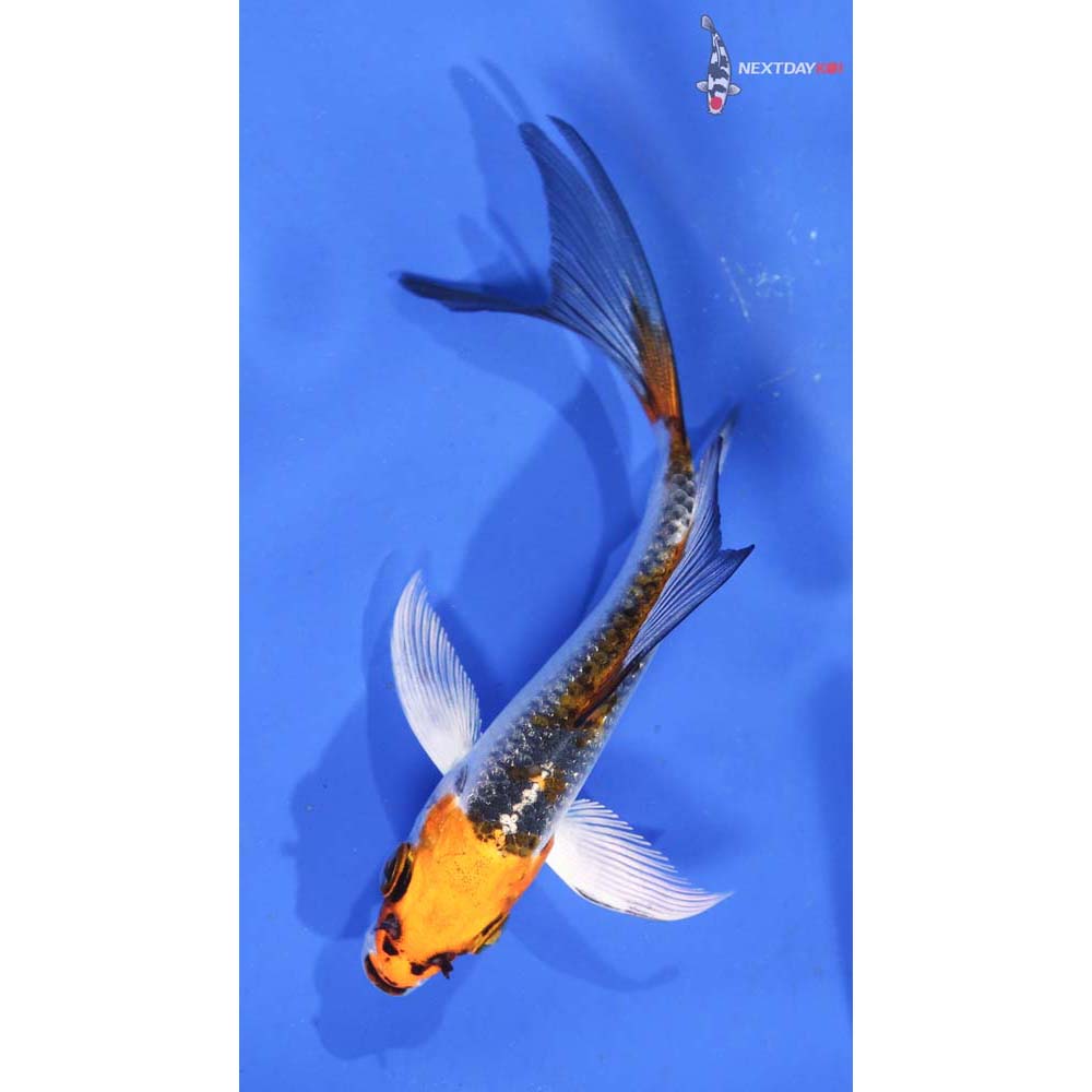 4” Imported Kujaku Butterfly Koi