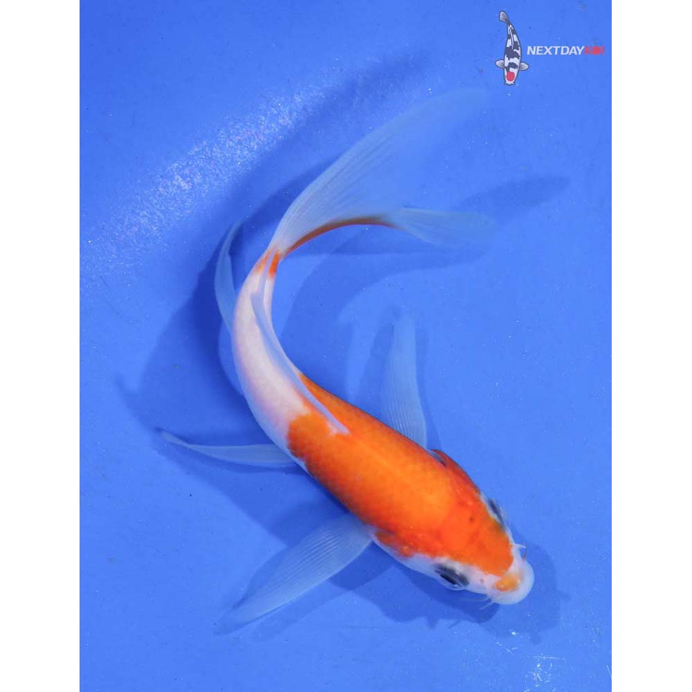 4” Imported Kohaku Butterfly Koi