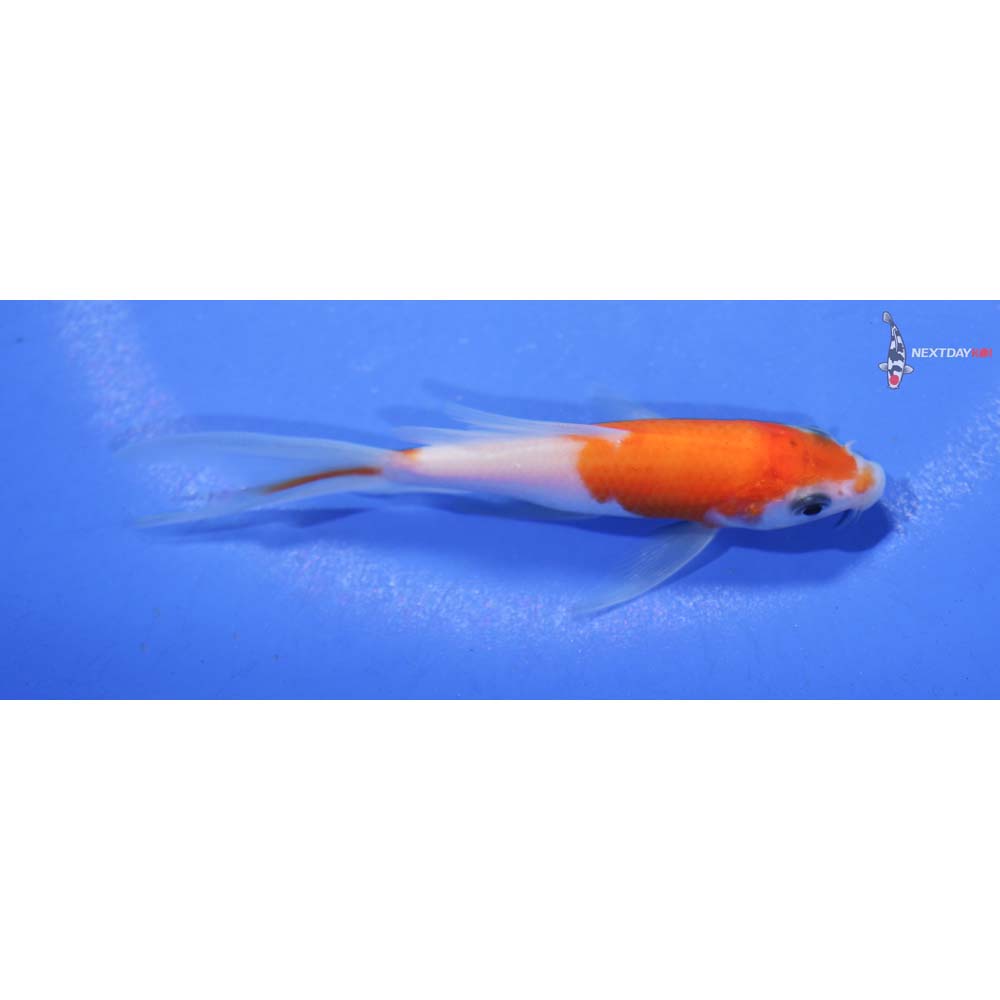 4” Imported Kohaku Butterfly Koi
