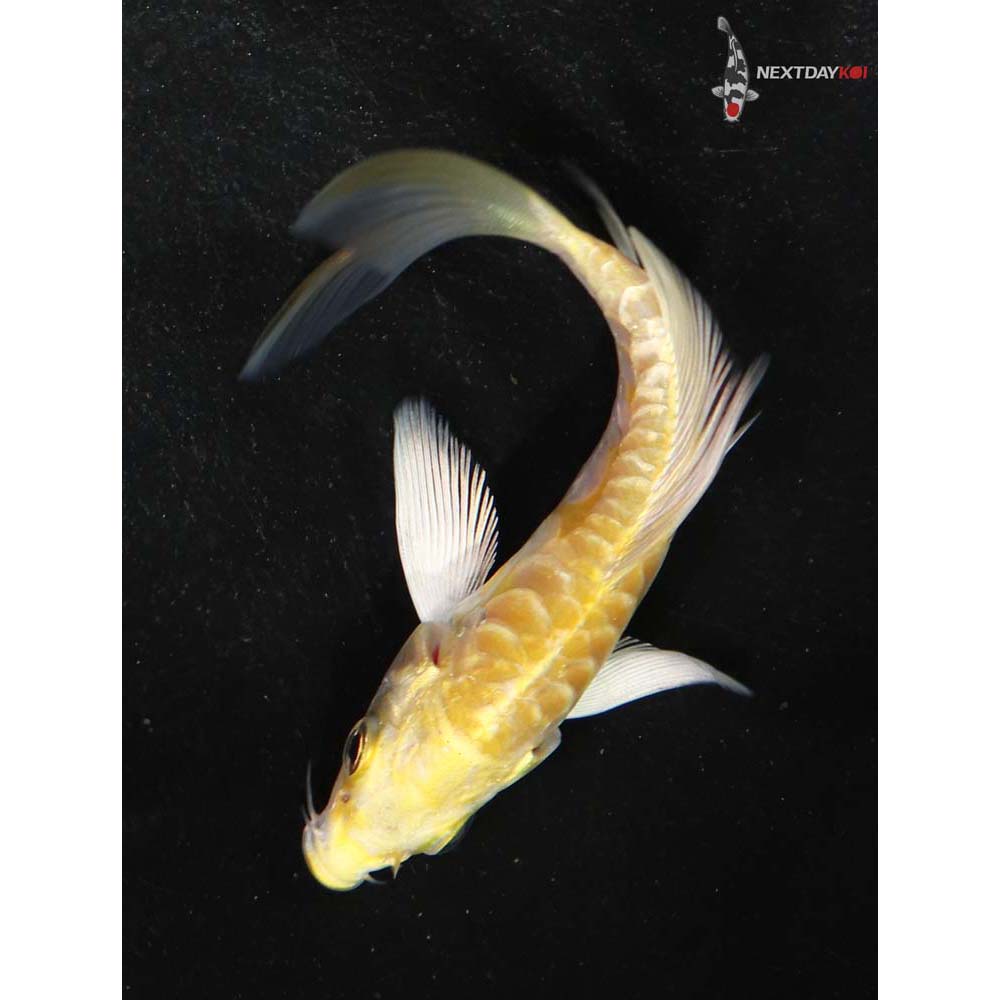 4” Imported Doitsu Yamabuki Ogon Butterfly Koi