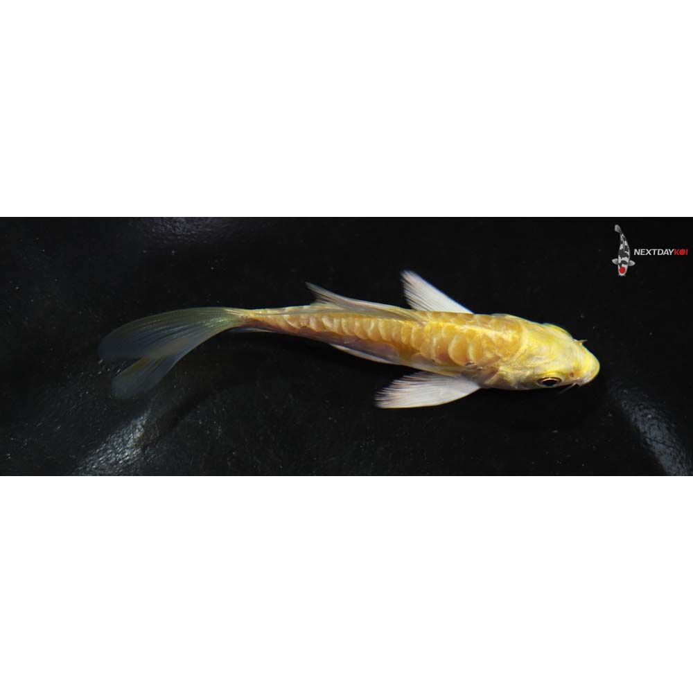 4” Imported Doitsu Yamabuki Ogon Butterfly Koi