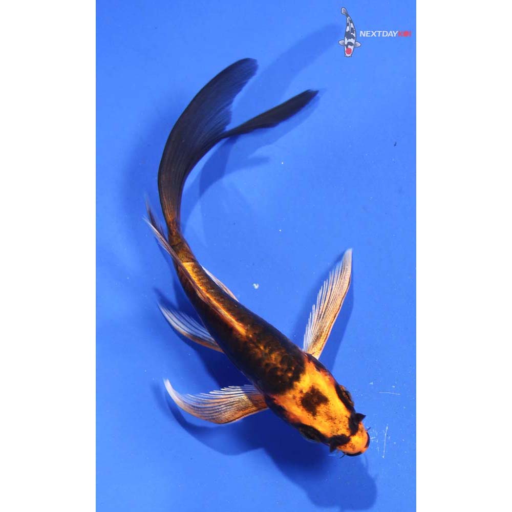 4.5” Imported Orenji Matsuba Butterfly Koi