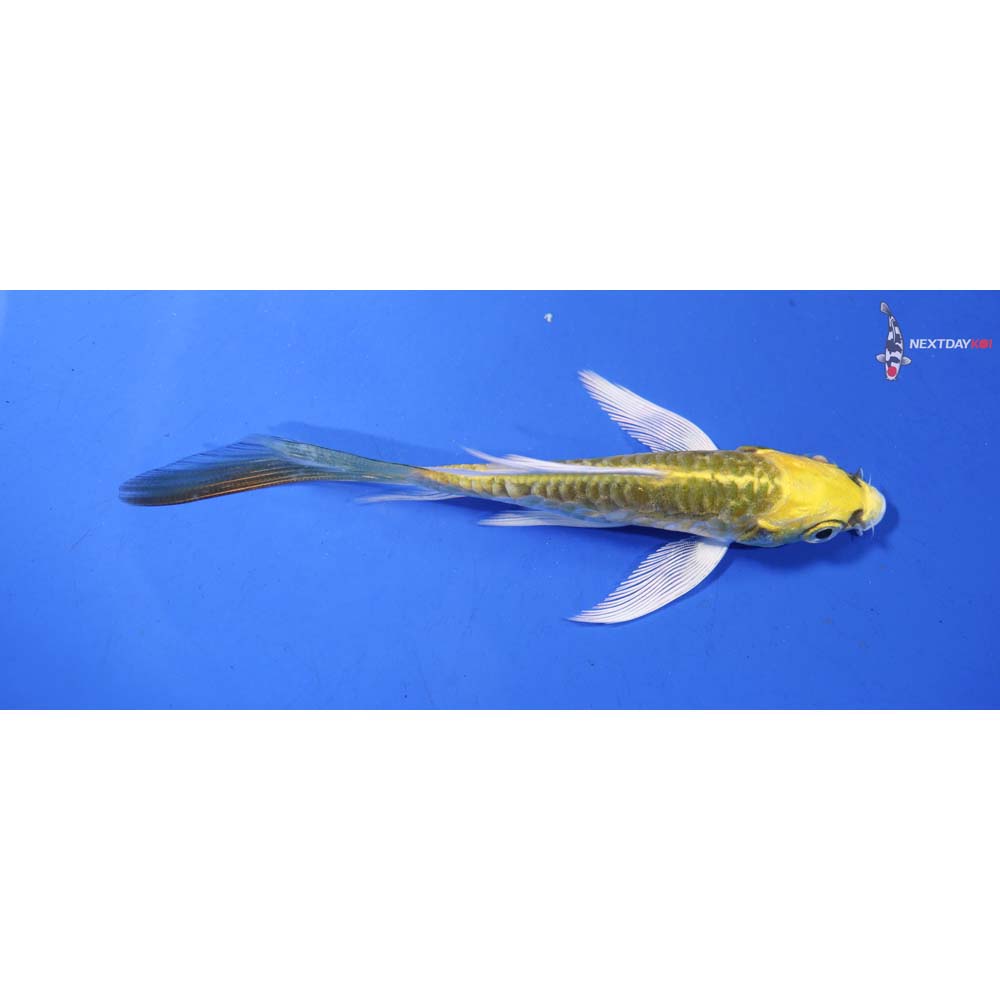 4.5” Imported Doitsu Ki Matsuba Butterfly Koi