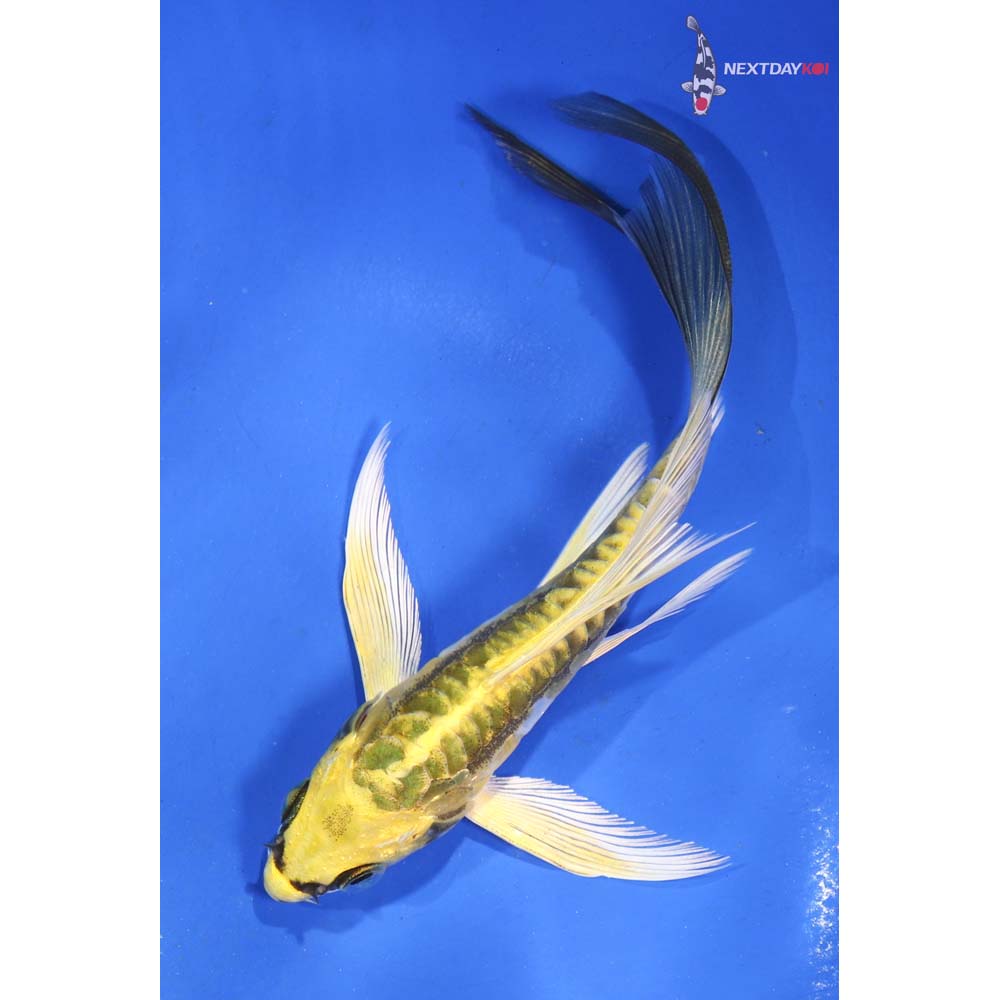5” Imported Kin Kikokuryu Butterfly Koi
