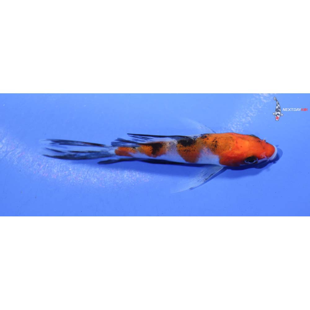 4” Imported Goshiki Butterfly Koi
