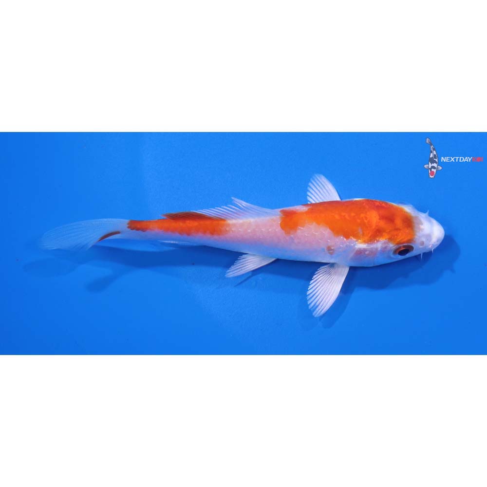 4” Imported Hariwake