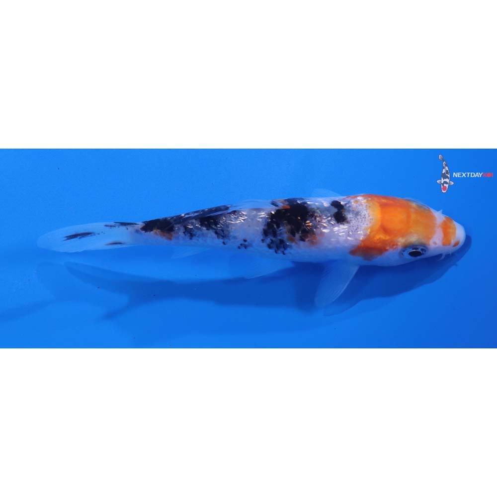 4” Imported Gin Rin Sanke